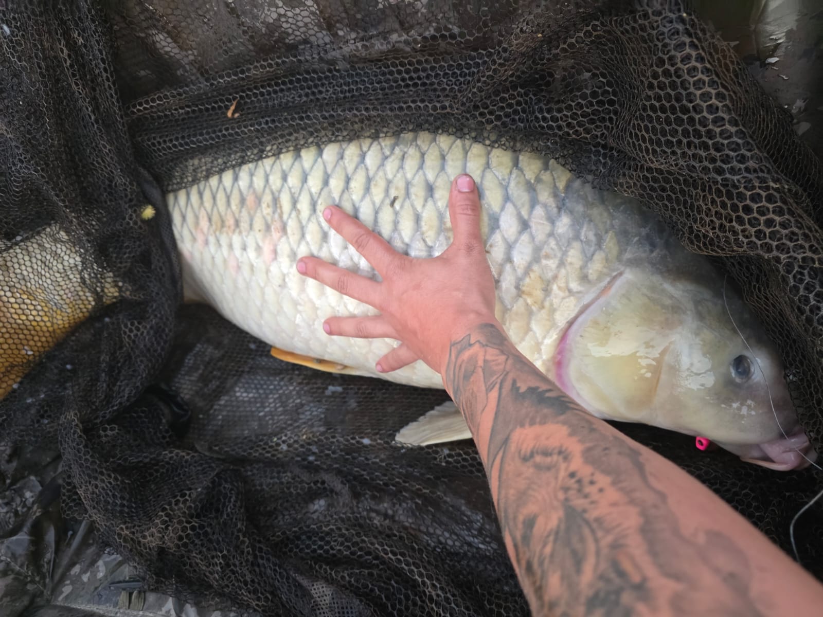 La Federación Navarra de Pesca fue 8ª en el Campeonato de España de Agua Dulce – Grandes Peces 2025